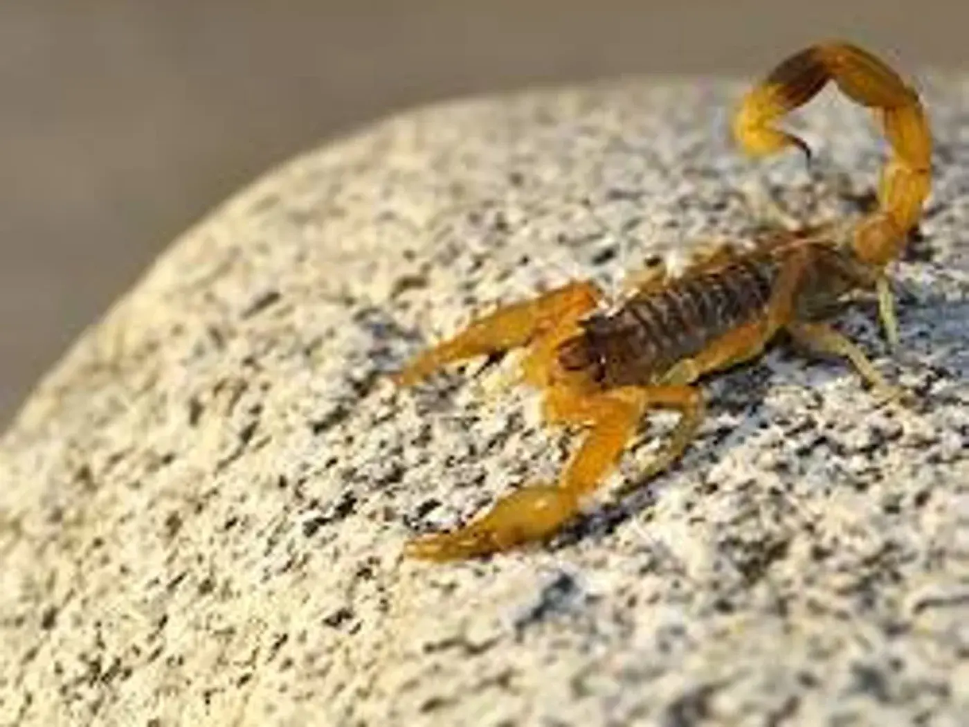 Alacranes
