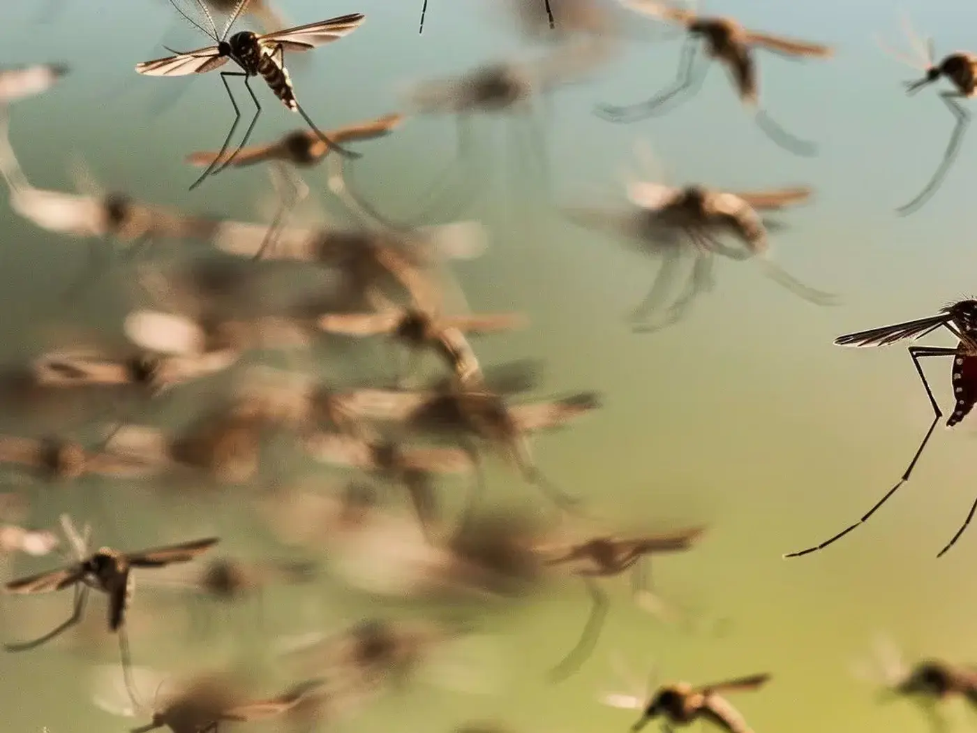 Mosquitos