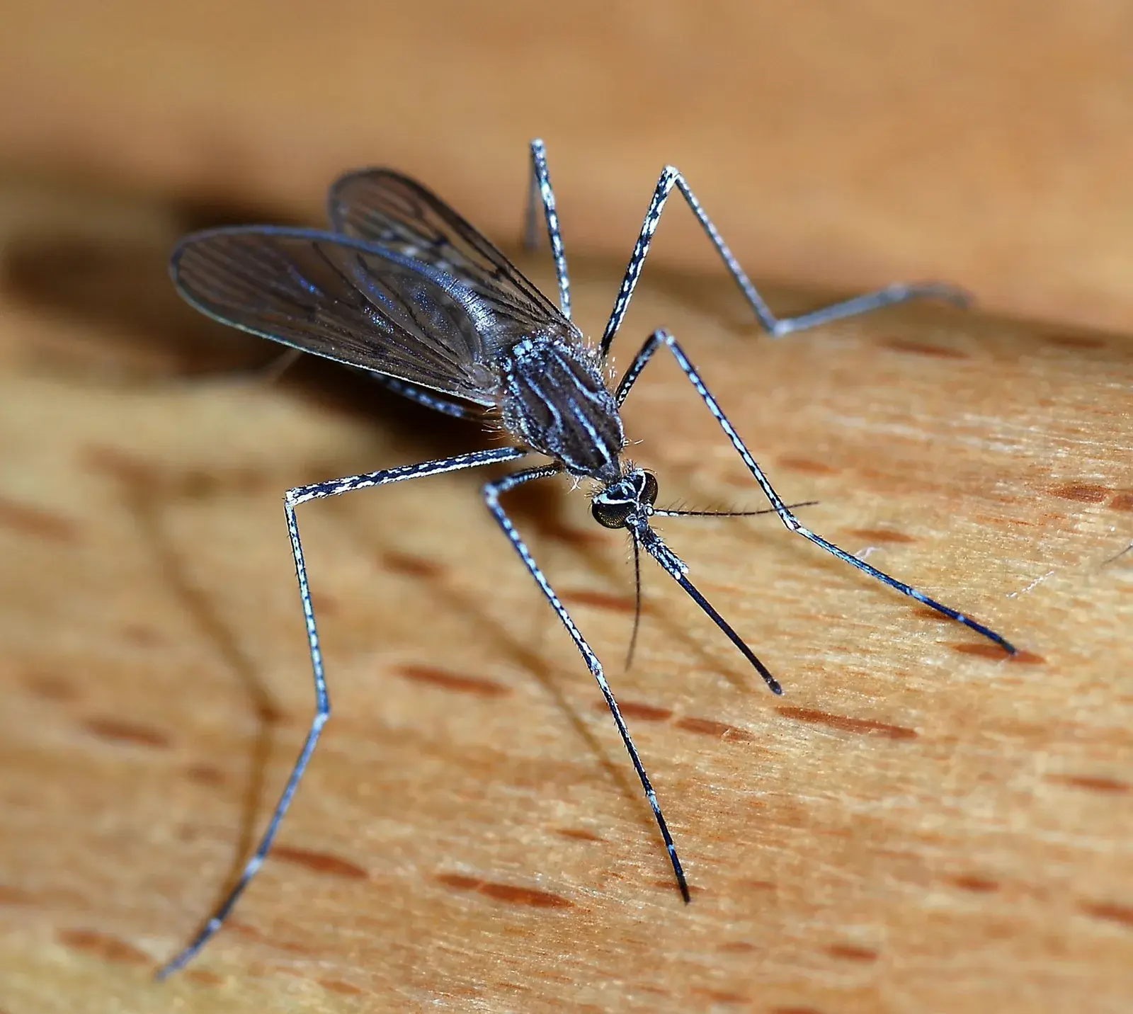 Mosquito Aedes aegypti posado sobre una superficie