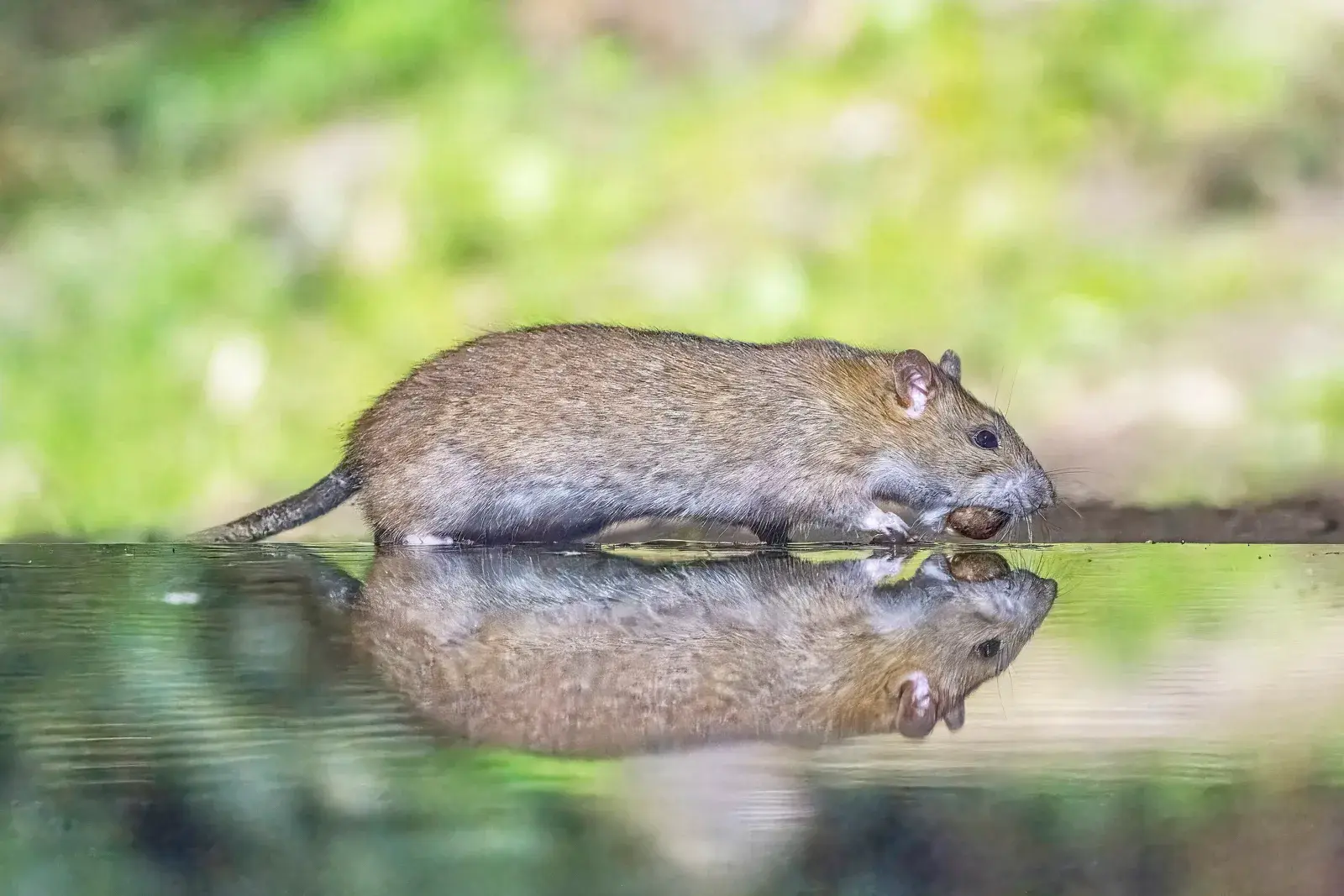 Rata parda (Rattus norvegicus) en un entorno urbano